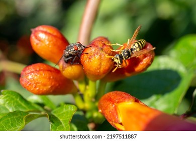 Wasp And A Black Fly Sharing The Same Flower, Macro Wild Life Encounter, Soft Focus Close Up