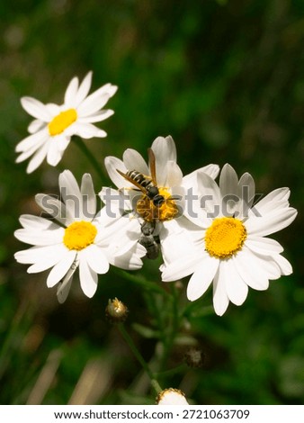 Wasp and a bug sitting on a daisy, taking flower nectar.