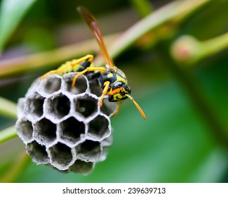 Wasp Building A Nest, Oregon, USA