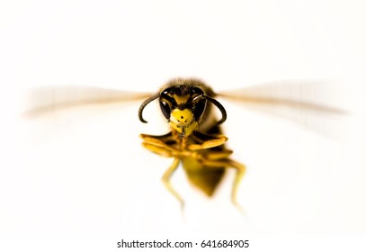 Wasp close up flying right at the viewer. - Powered by Shutterstock