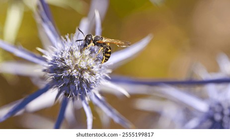 wasp collects nectar and pollen on Blue thistle flowers or blue eryngo or flat sea holly in summer day. Natural background. Selective focus, close-up. macro photo, yellow wasp, beauty of nature - Powered by Shutterstock