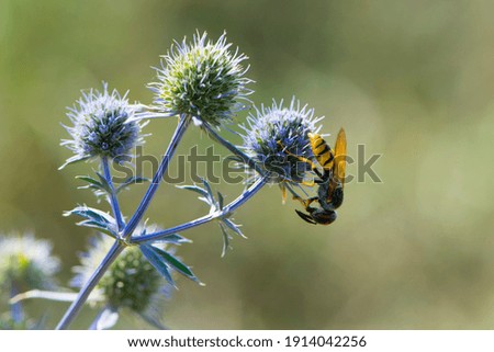 wasp collects nectar and pollen on Blue thistle flowers or blue eryngo or flat sea holly in summer day. Natural background. Selective focus, close-up. macro photo, yellow wasp, beauty of nature