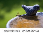 a wasp drinking water on a bird bath at a sunny summer day