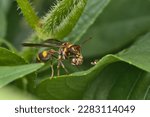 Wasp eating its own kind. A wasp is any insect of the narrow-waisted suborder Apocrita of the order Hymenoptera which is neither a bee nor an ant; this excludes the broad-waisted sawflies (Symphyta)