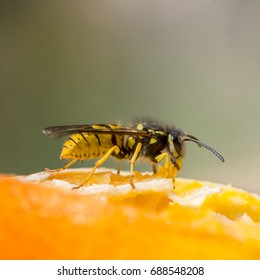 Wasp Enjoying Discarded Orange.  Common Uk Wasp.