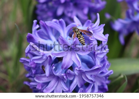 Wasp flies over purple hyacinth flowers. Spring flowers. Sunny weather. Insects on flowers. The world of plants and insects.