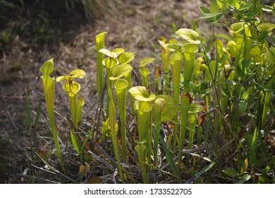 A Wasp Flying Around A Carnivorous Pitcher Plant In Wilmington North Carolina Green Swamp Preserve