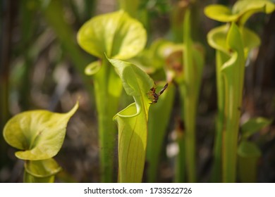 A Wasp Flying Around A Carnivorous Pitcher Plant In Wilmington North Carolina Green Swamp Preserve