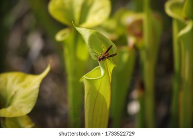 A Wasp Flying Around A Carnivorous Pitcher Plant In Wilmington North Carolina Green Swamp Preserve