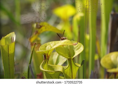 A Wasp Flying Around A Carnivorous Pitcher Plant In Wilmington North Carolina Green Swamp Preserve