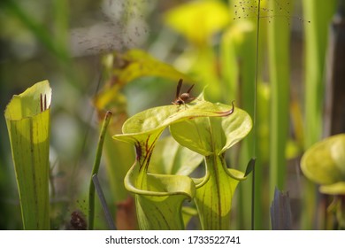 A Wasp Flying Around A Carnivorous Pitcher Plant In Wilmington North Carolina Green Swamp Preserve