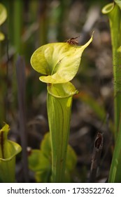 A Wasp Flying Around A Carnivorous Pitcher Plant In Wilmington North Carolina Green Swamp Preserve