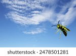 Wasp flying close-up against a backdrop of clouds, dramatic sky