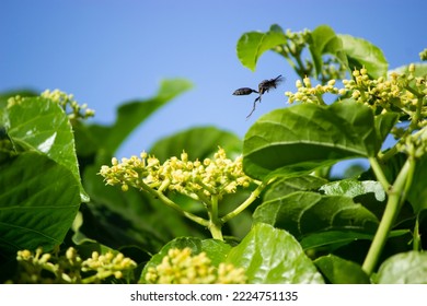 Wasp Flying Near A Vine.