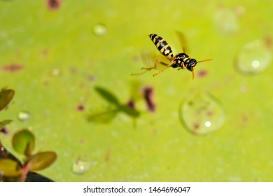 Wasp Flying Over A Lily Pad