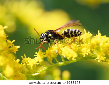 wasp of the garden on a yellow wild flower, macro, selective focus on head