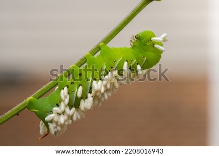 A wasp has injected her eggs into this hornworm. When the eggs hatch into larvae, the caterpillar will be eaten. Cary, NorthCarolina, USA
