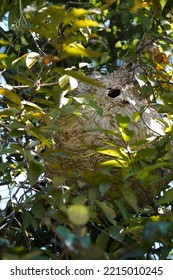 Wasp Help Together To Built Their’s New Nest