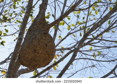 Wasp Help Together To Built Their’s New Nest