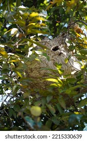 Wasp Help Together To Built Their’s New Nest