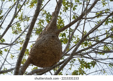 Wasp Help Together To Built Their’s New Nest