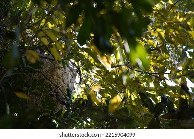 Wasp Help Together To Built Their’s New Nest