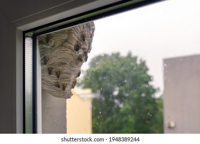 Wasp hive hanging by the window in an urban area. Wild beehive outside on the building. Nobody