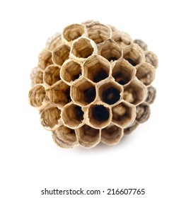 Wasp Hive Isolated On White Background 