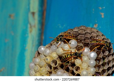 Wasp Hive With Wasps On A Wooden Door, Kharkiv, Ukraine