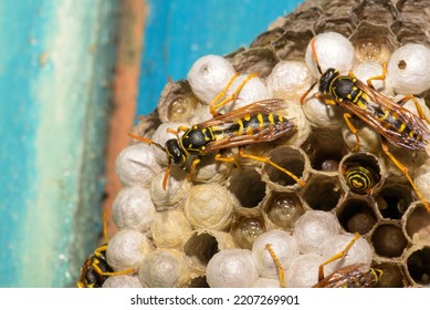 Wasp Hive With Wasps On A Wooden Door, Kharkiv, Ukraine