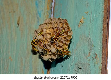 Wasp Hive With Wasps On A Wooden Door, Kharkiv, Ukraine