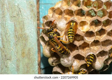 Wasp Hive With Wasps On A Wooden Door, Kharkiv, Ukraine