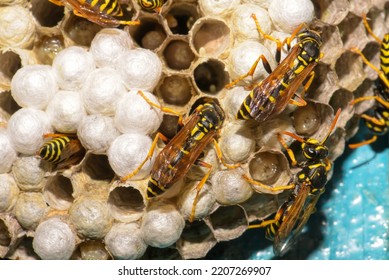 Wasp Hive With Wasps On A Wooden Door, Kharkiv, Ukraine