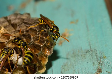 Wasp Hive With Wasps On A Wooden Door, Kharkiv, Ukraine