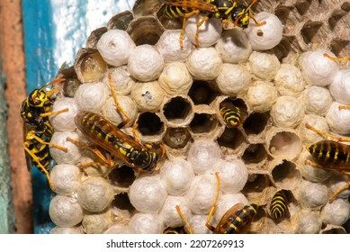 Wasp Hive With Wasps On A Wooden Door, Kharkiv, Ukraine