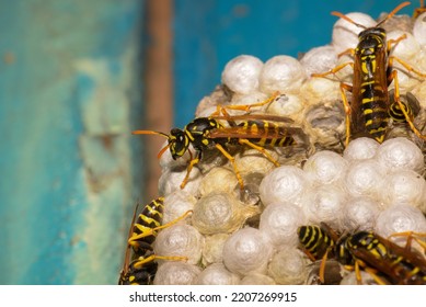 Wasp Hive With Wasps On A Wooden Door, Kharkiv, Ukraine