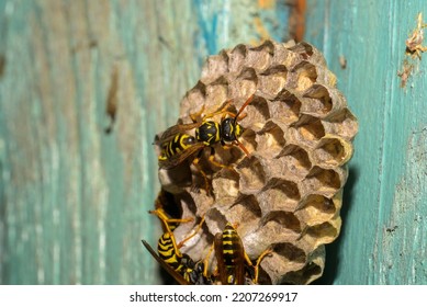 Wasp Hive With Wasps On A Wooden Door, Kharkiv, Ukraine