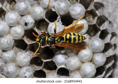 Wasp Hive With Wild Wasps In The Country