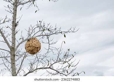 a wasp house hanging on a tree