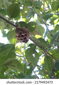Wasp house on the tree.  Beautiful pentagon