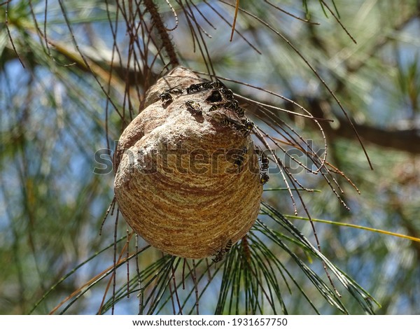 A\
Wasp house in a tree. Wasp is the common name of several species of\
insects belonging to the order Hymenoptera and considers any\
thin-waisted hymenopteran that is neither bee nor\
ant