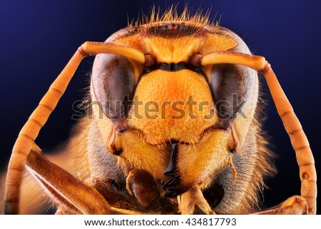 wasp insect fly macro wild portrait close eye nature head