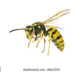 Wasp Isolated On White