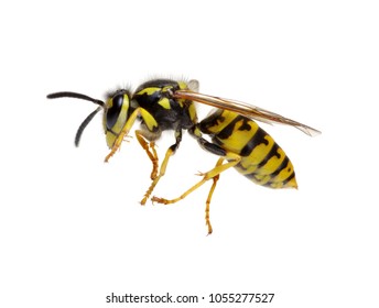 Wasp Isolated On White Background