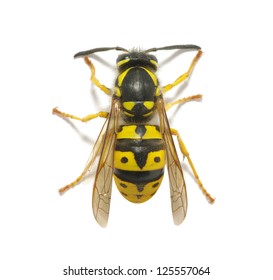 Wasp Isolated On White Background Stock Photo 125557064 | Shutterstock