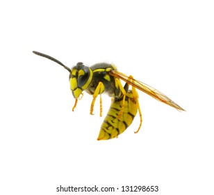 Wasp Isolated On White Background Stock Photo (Edit Now) 101869072