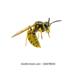 Wasp Isolated On White Background