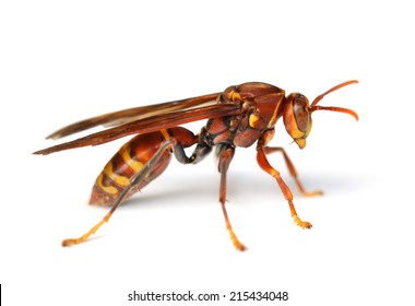 red wasp images stock photos vectors shutterstock
