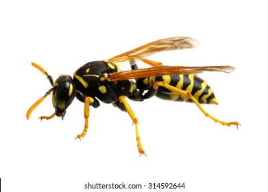 Wasp Isolated On White Background