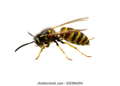 Wasp Isolated On White Background Stock Photo 335384294 | Shutterstock